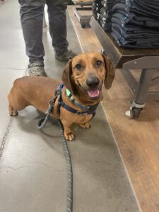 A Dachshund waits calmly on leash by a shelf stacked with folded pairs of pants in a store