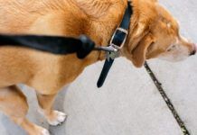 Dog squatting on the sidewalk.