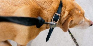 Dog squatting on the sidewalk.