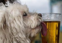 Dog Licking A Beer Glass