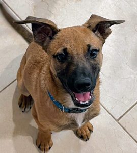 Junior is such a happy, sweet, smart dog. I’m thrilled that he’s found a home with a wonderful family who appreciates what a special guy he is, and is ready to appreciate him in spite of his physical challenges.