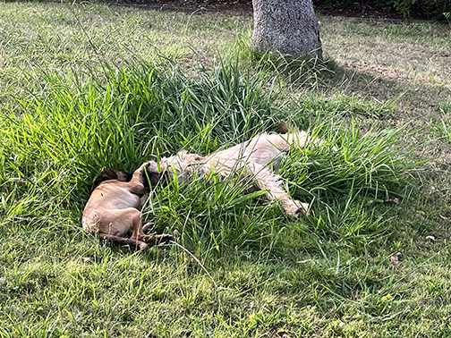 I also encouraged the two young dogs to play outside, rather than indoors on my hard kitchen floor. I might have been irritated with their choice of this muddy spot for wrestling if I hadn’t been so happy that they found a soft place!