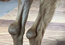 It looked like Junior had superballs stuck on the back of his hocks. In horses, we’d call this “capped hocks,” but I have never seen it in dogs, much less a puppy.
