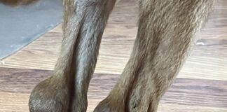 It looked like Junior had superballs stuck on the back of his hocks. In horses, we’d call this “capped hocks,” but I have never seen it in dogs, much less a puppy.
