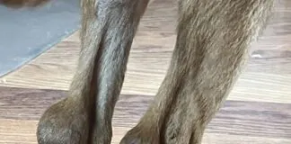 It looked like Junior had superballs stuck on the back of his hocks. In horses, we’d call this “capped hocks,” but I have never seen it in dogs, much less a puppy.