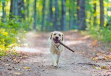Closeup image of a yellow labrador retriever dog carring a stick in forest near Cluj-Napoca, Transylvania, Romania