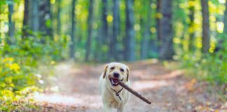 Closeup image of a yellow labrador retriever dog carring a stick in forest near Cluj-Napoca, Transylvania, Romania