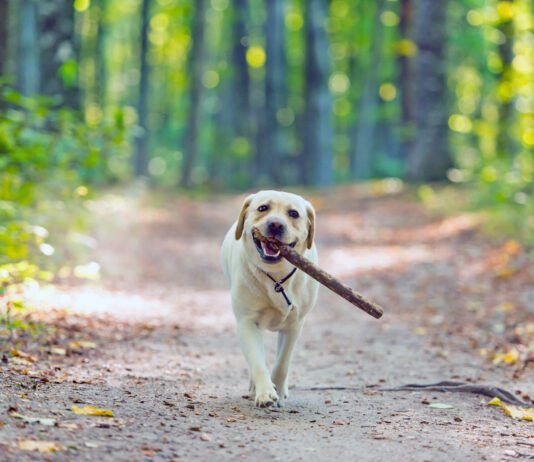 Closeup image of a yellow labrador retriever dog carring a stick in forest near Cluj-Napoca, Transylvania, Romania