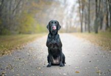 A black lab sits on its hind legs on an empty wooded trail with fallen autumn leaves, licking its tongue humorously.