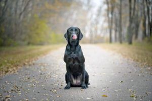 A black lab sits on its hind legs on an empty wooded trail with fallen autumn leaves, licking its tongue humorously.