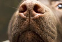 A brown nose of Labrador close up. Chocolate Labrador retriever nose. Brown labrador.