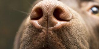 A brown nose of Labrador close up. Chocolate Labrador retriever nose. Brown labrador.