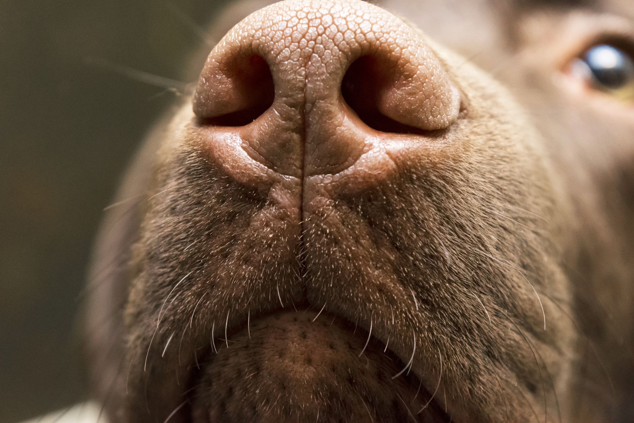 Why Is My Dog s Nose Wet Whole Dog Journal