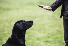 A black labrador retriever pays close attention to its owner's hand command.