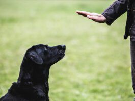 A black labrador retriever pays close attention to its owner's hand command.