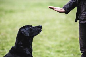 A black labrador retriever pays close attention to its owner's hand command.