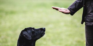 A black labrador retriever pays close attention to its owner's hand command.