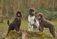 Standard Poodle Outdoor