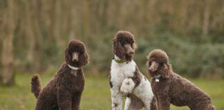 Standard Poodle Outdoor