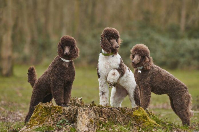 Standard Poodle Outdoor