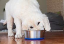 Puppy eats from a bowl indoors