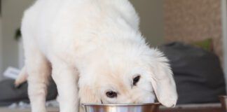Puppy eats from a bowl indoors