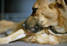 If you notice your dog obsessively licking the same spot, inspect it more closely as this may be the beginning of a hot spot. Credit: Olena Rubin | Getty Images