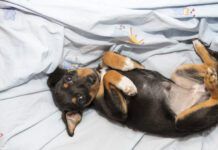 Beautiful puppy dog lying belly up with a pronounced "outie belly button," showing an umbilical hernia in puppies.