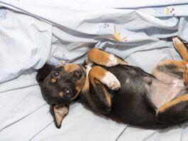 Beautiful puppy dog lying belly up with a pronounced "outie belly button," showing an umbilical hernia in puppies.