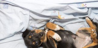 Beautiful puppy dog lying belly up with a pronounced "outie belly button," showing an umbilical hernia in puppies.