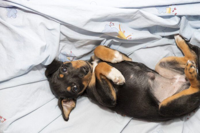 Beautiful puppy dog lying belly up with a pronounced "outie belly button," showing an umbilical hernia in puppies.