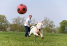 The best dog supplements will help keep your dog fit and active.