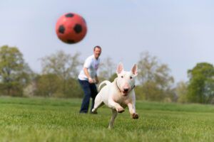 The best dog supplements will help keep your dog fit and active.