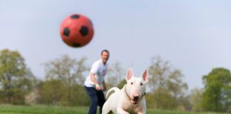 The best dog supplements will help keep your dog fit and active.