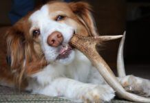 A cute dog chewing on a hard deer antler that can damage its teeth.