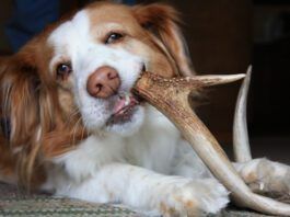 A cute dog chewing on a hard deer antler that can damage its teeth.