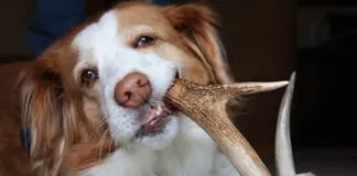 A cute dog chewing on a hard deer antler that can damage its teeth.
