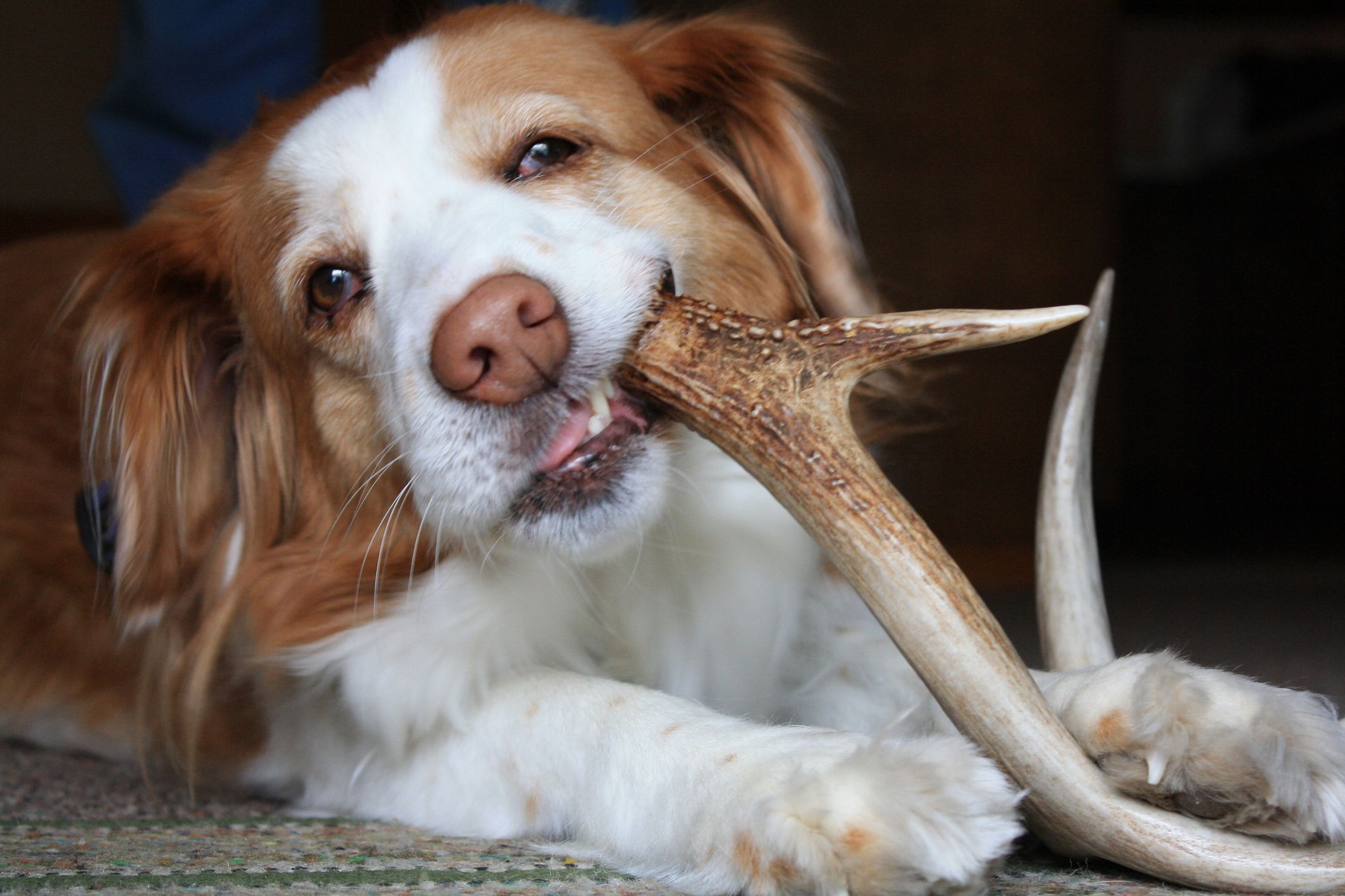 Are Antlers Safe For Dogs Whole Dog