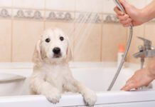 golden retriever puppy in shower