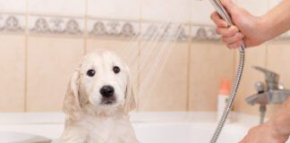 golden retriever puppy in shower