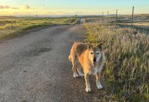 A beloved senior dog standing by the roadside looking inquisitively at the camera.