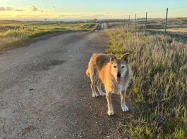 A beloved senior dog standing by the roadside looking inquisitively at the camera.