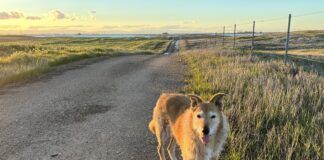 A beloved senior dog standing by the roadside looking inquisitively at the camera.