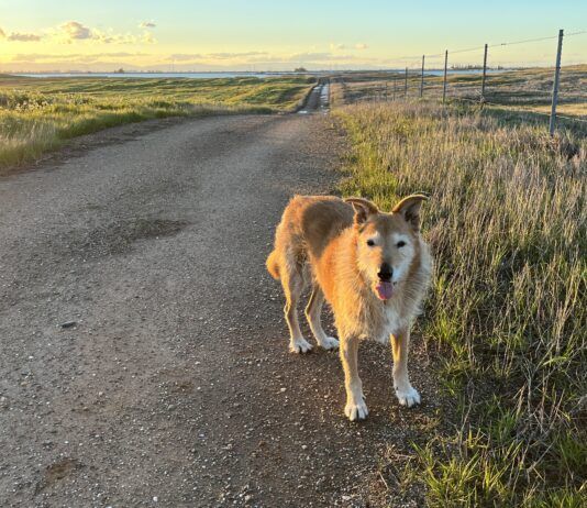 A beloved senior dog standing by the roadside looking inquisitively at the camera.