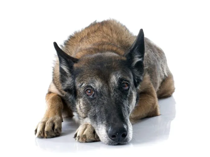 belgian shepherd dog