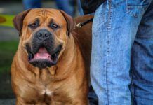 The biggest dogs in the world were bred for specific jobs, and this affects their behavior in ways you might want to consider.