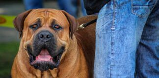 The biggest dogs in the world were bred for specific jobs, and this affects their behavior in ways you might want to consider.