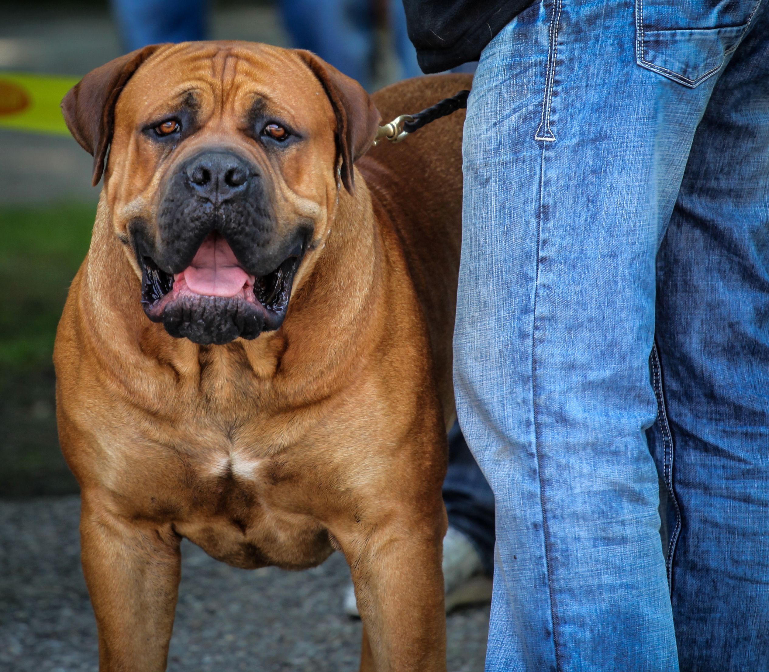 Top 10 Best Toys For Big Dogs - Battle-Tested And Big Dog Approved