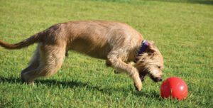 The 4 Best Herding Balls for Dogs: Reviewed - A-Z Animals