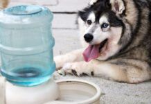 This overweight dog suffers from Cushing’s Syndrome, causing him to experience constant thirst, drink too much water, and have to urinate frequently. Photo by ktaylorg, Getty Images